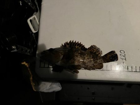 極寒ライトゲーム