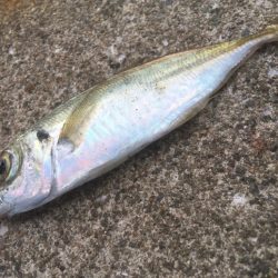 青物シーズン終了間近か