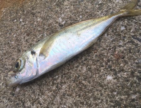 青物シーズン終了間近か