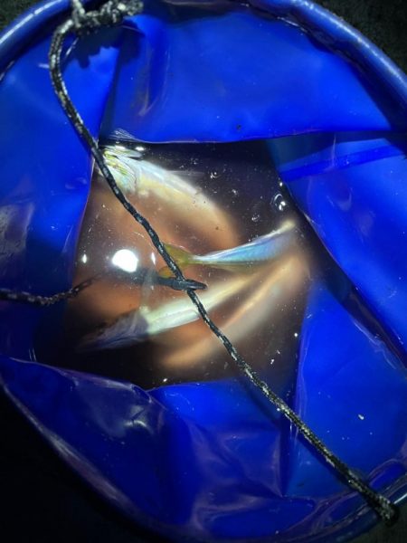 深夜０時からタチウオ釣りに行きました