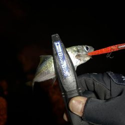 まだまだ釣れる!