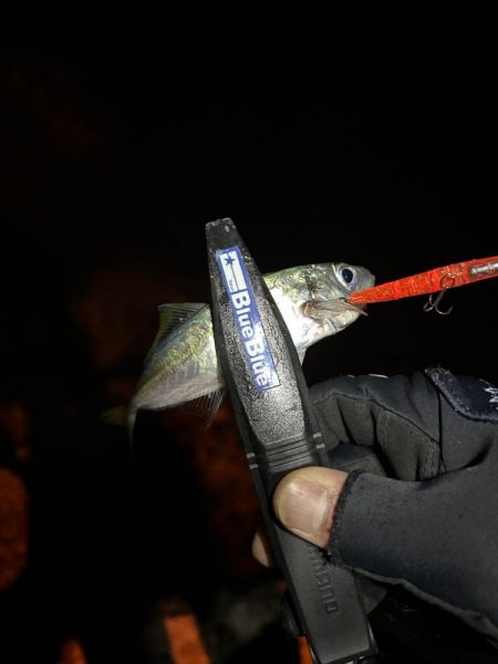 まだまだ釣れる!