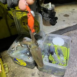 プチ1091ヒイカ釣り(^^)／