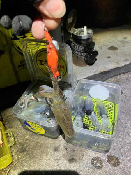 プチ1091ヒイカ釣り(^^)／