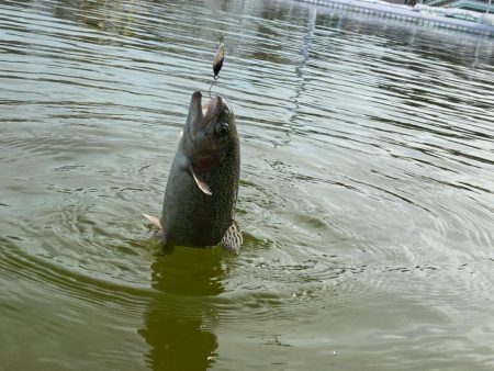 かめぷ　ニジマス