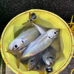 大アジ よく釣れます