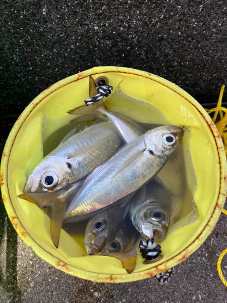 大アジ よく釣れます