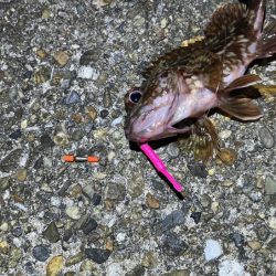 二見メバリング激渋！