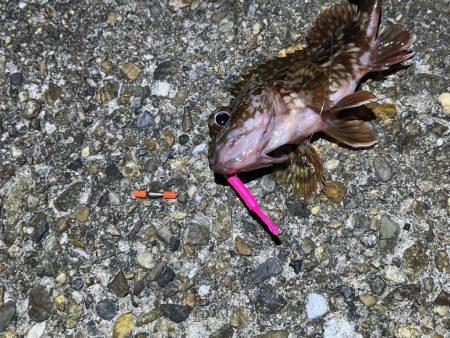 二見メバリング激渋！