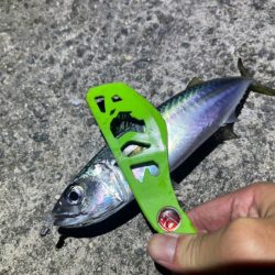 良型は釣れないが豆アジなら無限モードです!