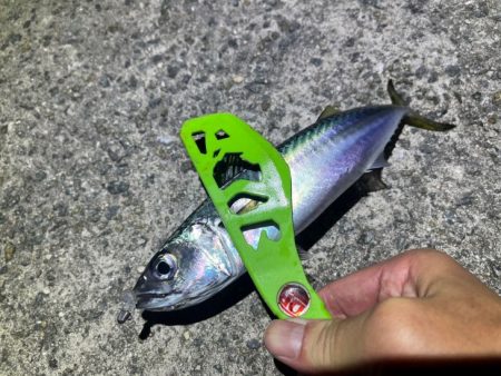 良型は釣れないが豆アジなら無限モードです!