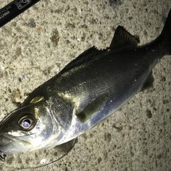 中アジ再度確認