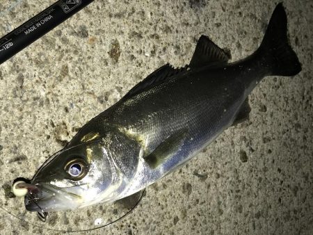 中アジ再度確認