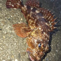 シーバス・ガシラ釣り