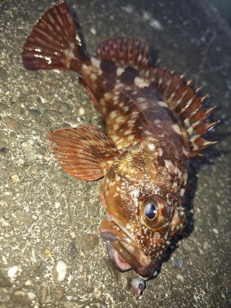 シーバス・ガシラ釣り