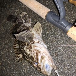 ロックフィッシュ釣り