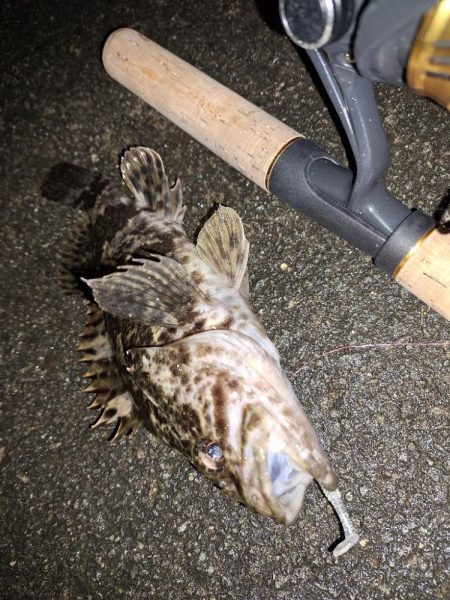 ロックフィッシュ釣り