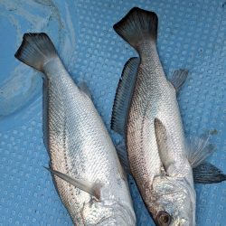 オフショアは楽しい