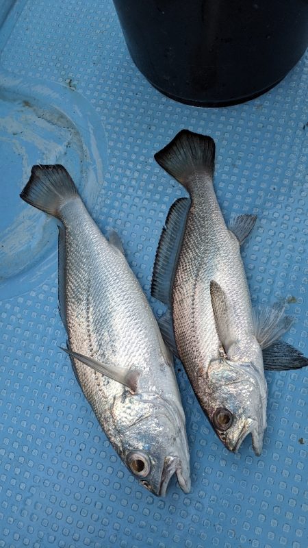 オフショアは楽しい