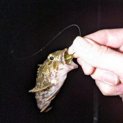 釣り納めに行ってきました。