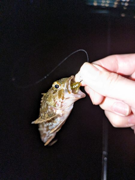 釣り納めに行ってきました。