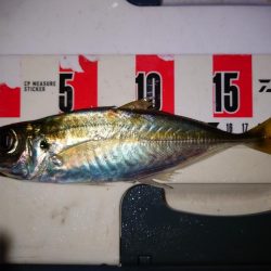 鯵の花が咲きました。