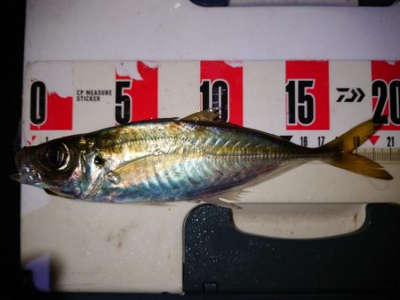 鯵の花が咲きました。