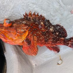 スロージギング