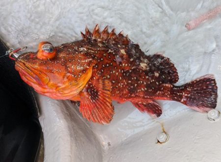 スロージギング