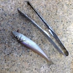 室津のキス釣り