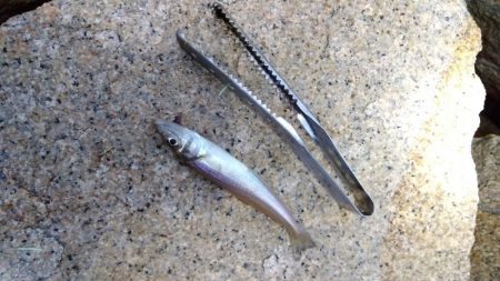 室津のキス釣り