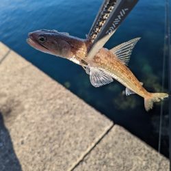 陸っぱり釣行記