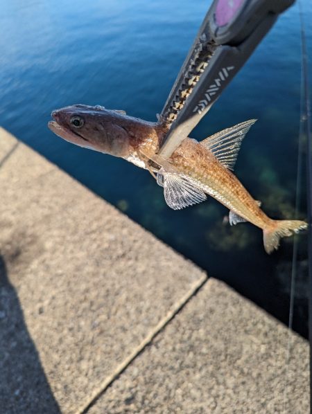 陸っぱり釣行記