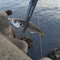 陸っぱり釣行記