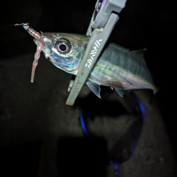 陸っぱり釣行記