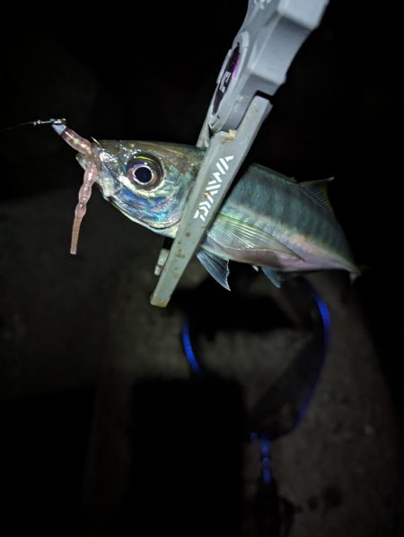 陸っぱり釣行記