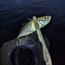 陸っぱり釣行記