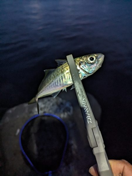 陸っぱり釣行記