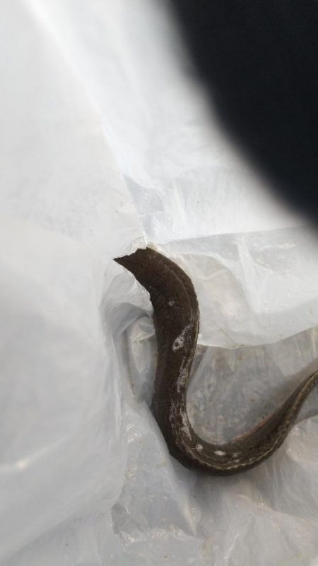 釣り納めかな？