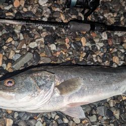 釣り納め フロートアジング