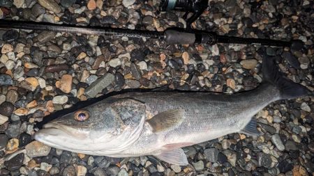 釣り納め フロートアジング