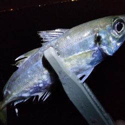 仕事終わり釣行🎣