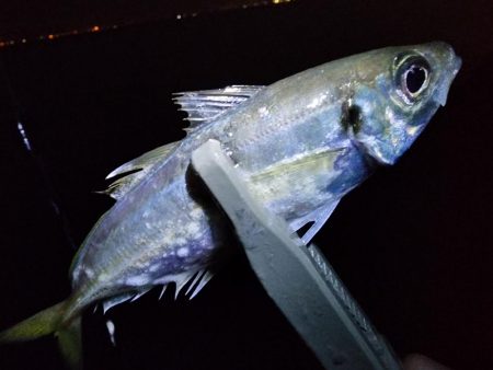 仕事終わり釣行🎣