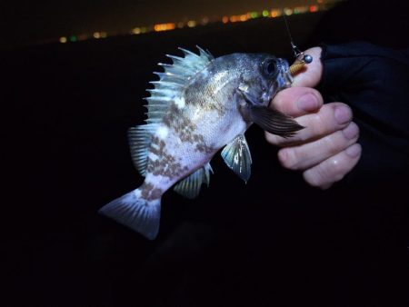 仕事終わり釣行🎣