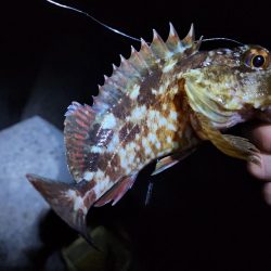 仕事納め＆釣り納め🎣