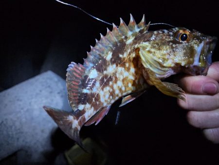 仕事納め＆釣り納め🎣