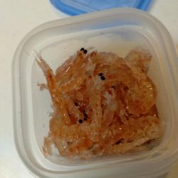 今年初のウマズラハギ！！