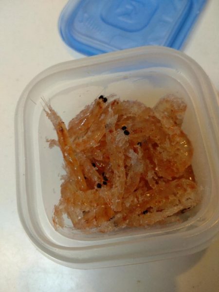 今年初のウマズラハギ！！