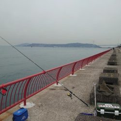 カゴ釣りチャレンジ🎣