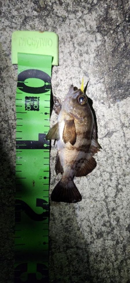 淡路島ライトフィッシング